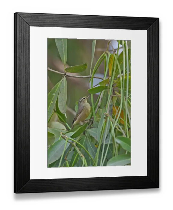 Framed Print : Tickell's Leaf-warbler (Phylloscopus affinis) adult, foraging in tree, Dibru-Saikhowa N. P. Assam, India, february Framed Print : Tickell's Leaf-warbler (Phylloscopus affinis) adult, foraging in tree, Dibru-Saikhowa N. P. Assam, India, february