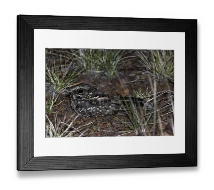 Framed Print : Rufous Nightjar (Caprimulgus rufus) adult, resting on ground at night, Rupununi, Guyana Framed Print : Rufous Nightjar (Caprimulgus rufus) adult, resting on ground at night, Rupununi, Guyana