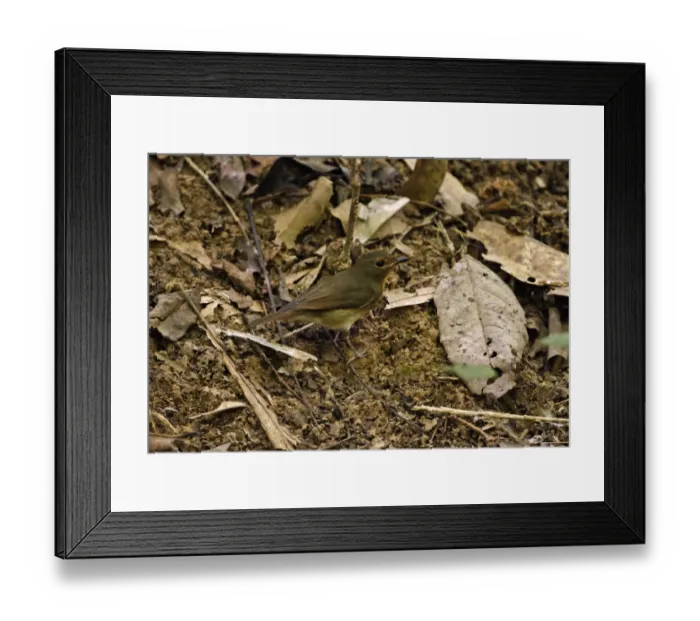 Framed Print : Chinese Blue-flycatcher (Cyornis glaucicomans) adult female, standing on forest floor, Khao Nor Chuchi, Thailand, february Framed Print : Chinese Blue-flycatcher (Cyornis glaucicomans) adult female, standing on forest floor, Khao Nor Chuchi, Thailand, february
