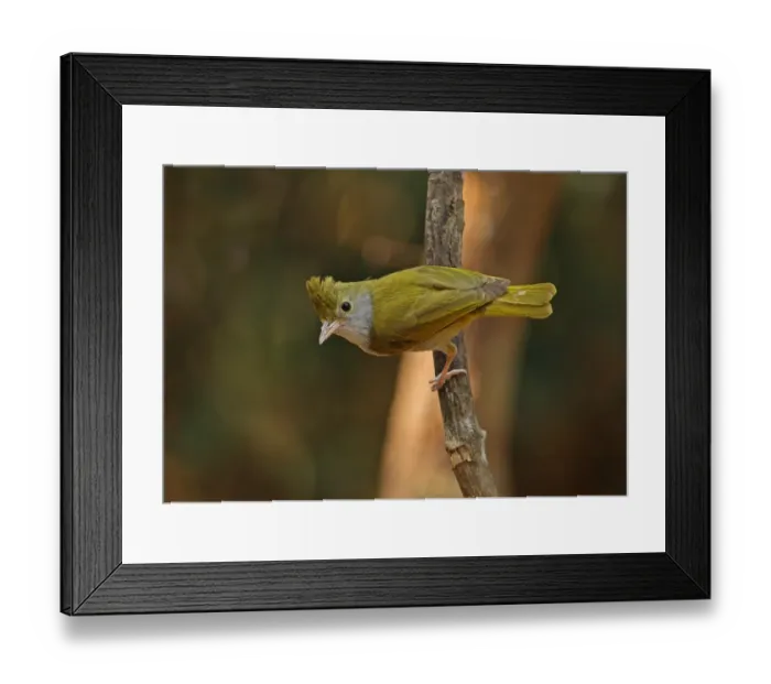 Framed Print : White-bellied Yuhina (Erpornis zantholeuca) adult, perched on branch, Kaeng Krachan N. P. Thailand, february Framed Print : White-bellied Yuhina (Erpornis zantholeuca) adult, perched on branch, Kaeng Krachan N. P. Thailand, february
