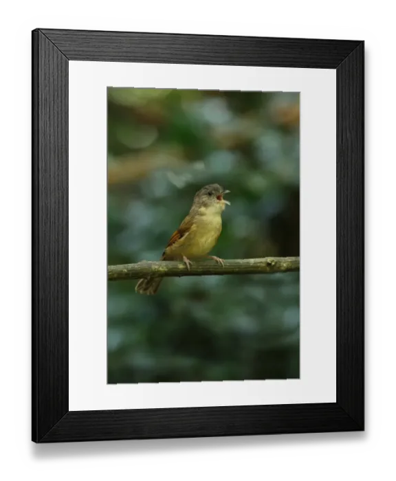 Framed Print : Brown-cheeked Fulvetta (Alcippe poioicephala) adult, singing, perched on branch, Kaeng Krachan N. P. Thailand, november Framed Print : Brown-cheeked Fulvetta (Alcippe poioicephala) adult, singing, perched on branch, Kaeng Krachan N. P. Thailand, november