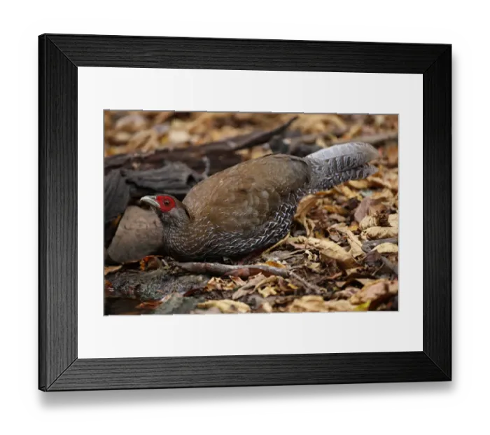 Framed Print : Kalij Pheasant (Lophura leucomelanos) adult female, drinking from forest pool, Kaeng Krachan N. P. Thailand, february Framed Print : Kalij Pheasant (Lophura leucomelanos) adult female, drinking from forest pool, Kaeng Krachan N. P. Thailand, february