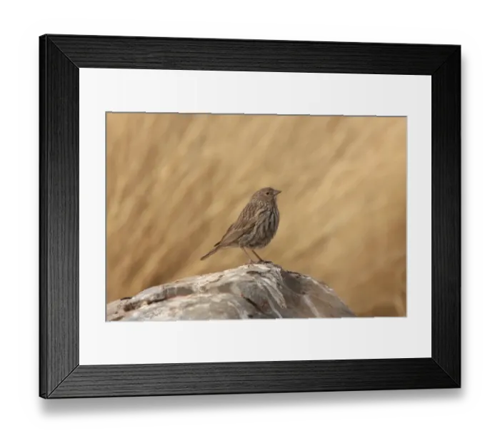 Framed Print : Plumbeous Sierra-finch (Phrygilus unicolor) adult female, standing on rock, Santa Victoria Road, Jujuy, Argentina