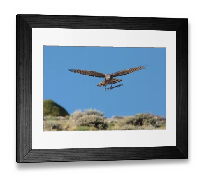 Framed Print : Cinereous Harrier (Circus cinereus) adult female, in flight, carrying nesting material to pass to male in aerial display, Estancia Angostura, Santa Cruz, Argentina, november