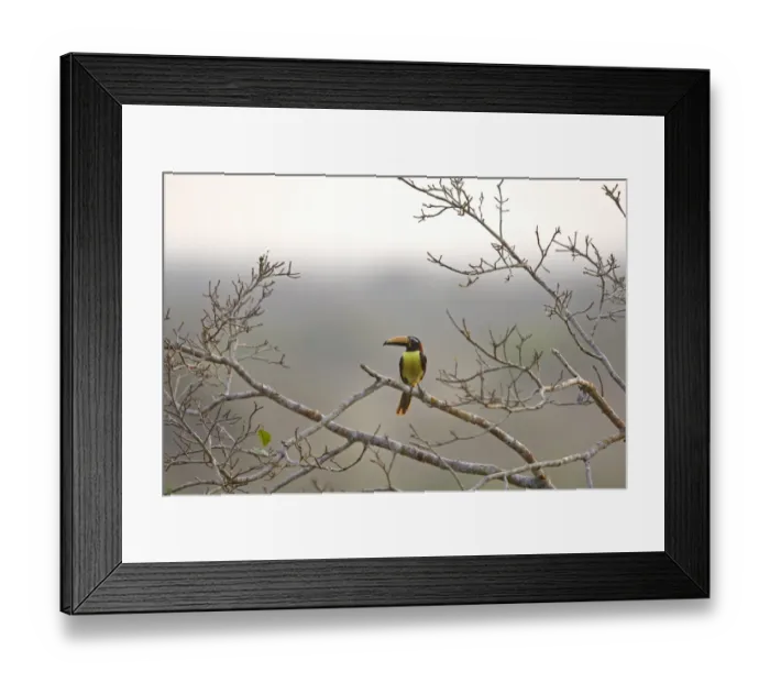 Framed Print : Lettered Aracari (Pteroglossus inscriptus) adult, perched on branch in rainforest, Peruvian Amazon Basin, Peru Framed Print : Lettered Aracari (Pteroglossus inscriptus) adult, perched on branch in rainforest, Peruvian Amazon Basin, Peru