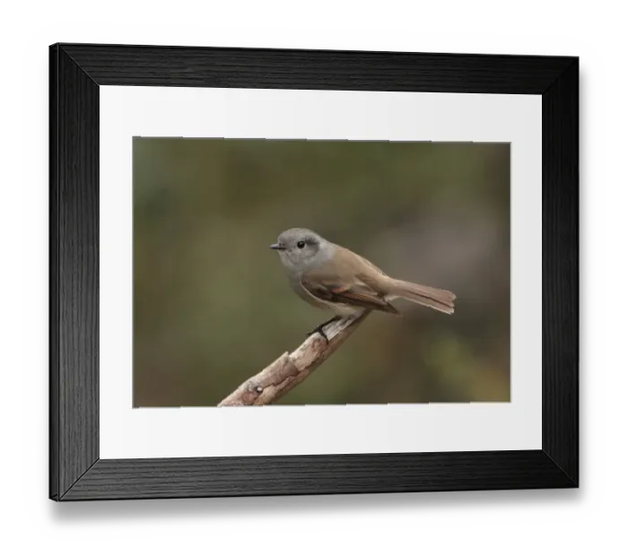 Framed Print : Patagonian Tyrant (Colorhamphus parvirostris) adult, perched on twig, Lake Traful, Neuquen, Argentina, october