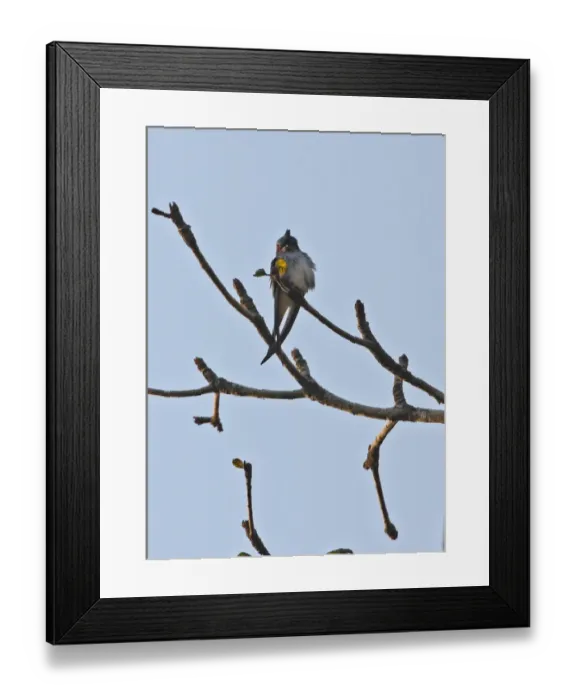 Framed Print : Grey-rumped Treeswift (Hemiprocne longipennis harterti) adult, perched on branch, Kaeng Krachan N. P. Thailand, february Framed Print : Grey-rumped Treeswift (Hemiprocne longipennis harterti) adult, perched on branch, Kaeng Krachan N. P. Thailand, february