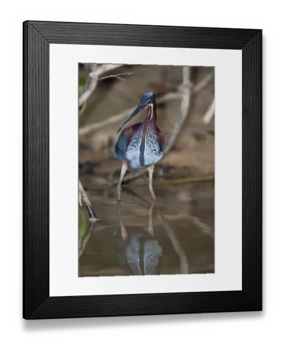 Framed Print : Agami Heron (Agamia agami) adult, hunting in river, Pixaim River, Pantanal, Mato Grosso, Brazil