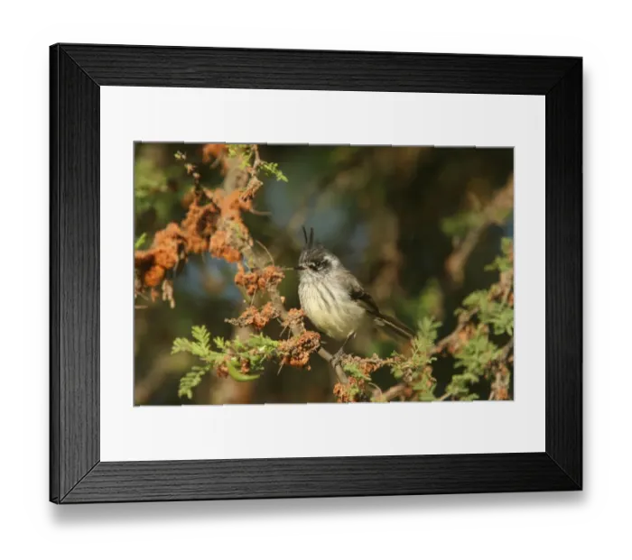 Framed Print : Tufted Tit-tyrant (Anairetes parulus parulus) adult, perched on twig, Campana N. P. Central Chile, november Framed Print : Tufted Tit-tyrant (Anairetes parulus parulus) adult, perched on twig, Campana N. P. Central Chile, november