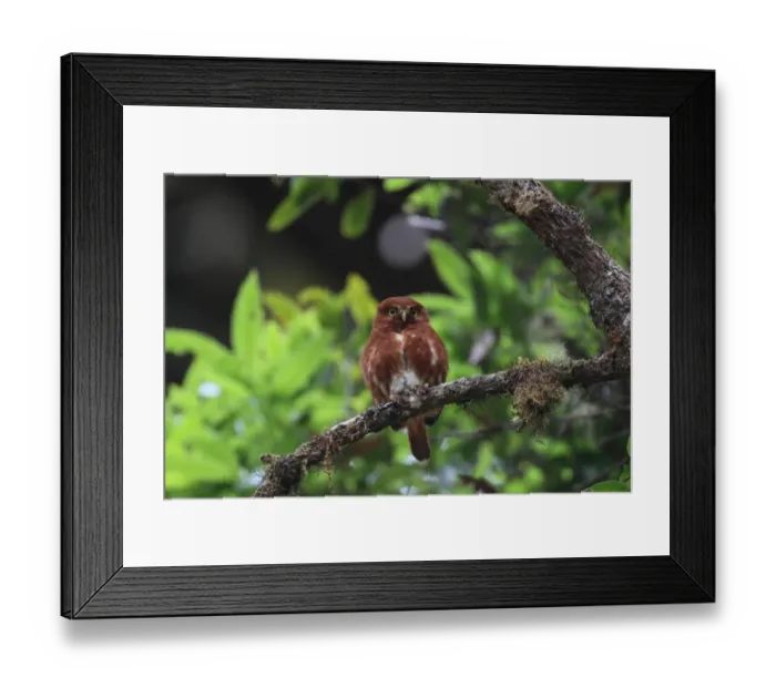 Framed Print : Costa Rican Pygmy-owl (Glaucidium costaricanum) rufous morph, adult, perched on branch at daytime roost, Costa Rica, february Framed Print : Costa Rican Pygmy-owl (Glaucidium costaricanum) rufous morph, adult, perched on branch at daytime roost, Costa Rica, february