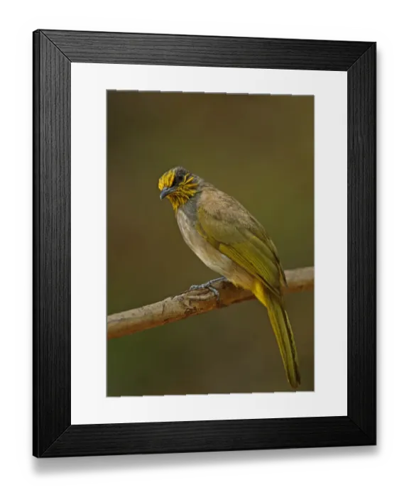 Framed Print : Stripe-throated Bulbul (Pycnonotus finlaysoni eous) adult, perched on branch, Kaeng Krachan N. P. Thailand, january Framed Print : Stripe-throated Bulbul (Pycnonotus finlaysoni eous) adult, perched on branch, Kaeng Krachan N. P. Thailand, january