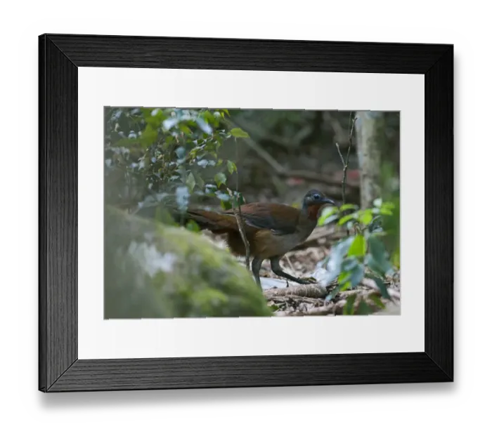 Framed Print : Albert's Lyrebird (Menura alberti) adult male, walking in subtropical rainforest, McPherson Range, Queensland, Australia Framed Print : Albert's Lyrebird (Menura alberti) adult male, walking in subtropical rainforest, McPherson Range, Queensland, Australia