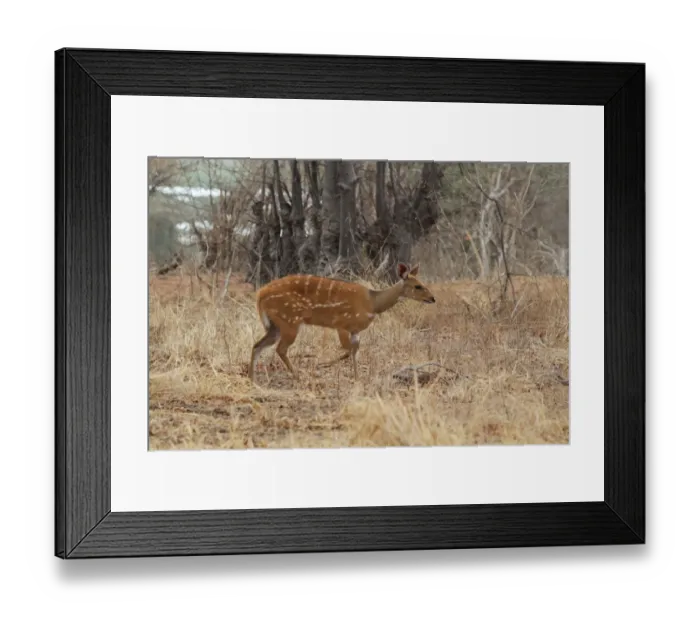 Framed Print : Southern Bushbuck (Tragelaphus scriptus sylvaticus) adult female, walking in dry grass, Chobe N. P. Botswana Framed Print : Southern Bushbuck (Tragelaphus scriptus sylvaticus) adult female, walking in dry grass, Chobe N. P. Botswana