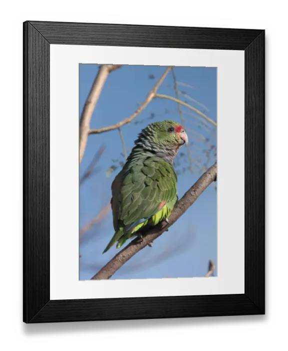 Framed Print : Vinaceous-breasted Parrot (Amazona vinacea) adult, perched on branch in captive breeding centre, Buenos Aires, Argentina Framed Print : Vinaceous-breasted Parrot (Amazona vinacea) adult, perched on branch in captive breeding centre, Buenos Aires, Argentina