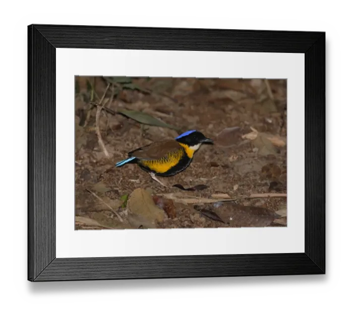 Framed Print : Gurney's Pitta (Pitta gurneyi) adult male, standing on forest floor, Khao Nor Chuchi, Thailand, february Framed Print : Gurney's Pitta (Pitta gurneyi) adult male, standing on forest floor, Khao Nor Chuchi, Thailand, february