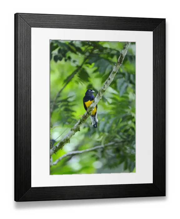 Framed Print : Green-backed Trogon (Trogon viridis) adult male, perched on branch, Trinidad, Trinidad and Tobago Framed Print : Green-backed Trogon (Trogon viridis) adult male, perched on branch, Trinidad, Trinidad and Tobago