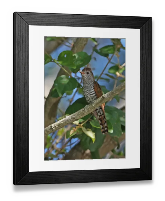 Framed Print : Violet Cuckoo (Chrysococcyx xanthorhynchus xanthorhynchus) adult female, perched on branch, Kaeng Krachan N. P. Thailand, november Framed Print : Violet Cuckoo (Chrysococcyx xanthorhynchus xanthorhynchus) adult female, perched on branch, Kaeng Krachan N. P. Thailand, november