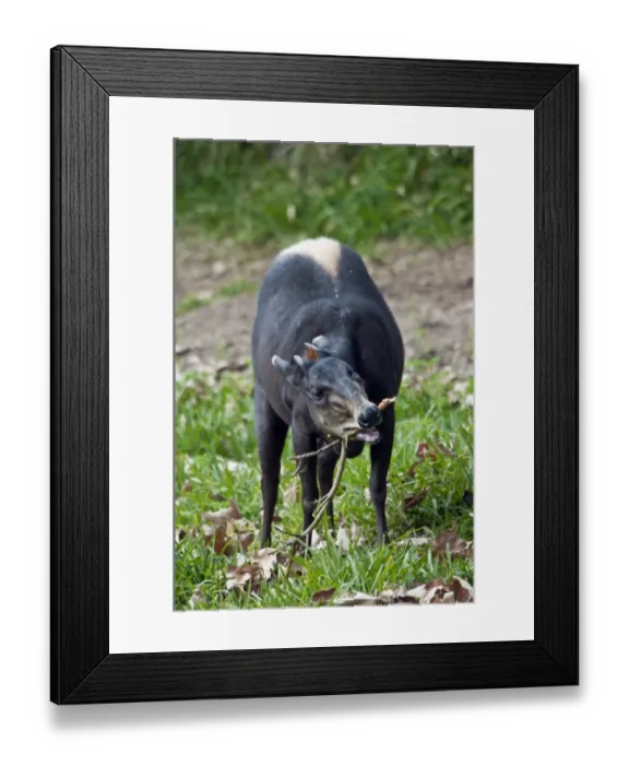 Framed Print : Yellow-backed Duiker (Cephalophus silvicultor) adult, chewing on twig (captive) Framed Print : Yellow-backed Duiker (Cephalophus silvicultor) adult, chewing on twig (captive)