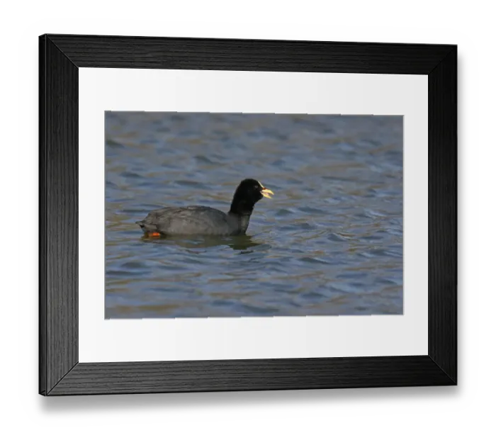 Framed Print : Red-gartered Coot (Fulica armillata) adult, calling and swimming, Vicente Lopez, Buenos Aires Province, Argentina, july Framed Print : Red-gartered Coot (Fulica armillata) adult, calling and swimming, Vicente Lopez, Buenos Aires Province, Argentina, july