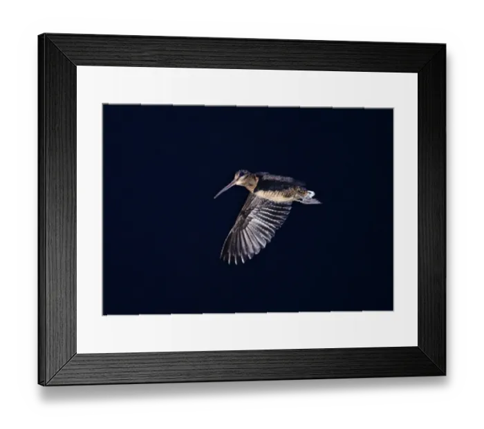 Framed Print : Bukidnon Woodcock (Scolopax bukidnonensis) adult, in flight at night, Mount Kitanglad, Kitanglad Mountain Range, Mindanao Island, Philippines Framed Print : Bukidnon Woodcock (Scolopax bukidnonensis) adult, in flight at night, Mount Kitanglad, Kitanglad Mountain Range, Mindanao Island, Philippines