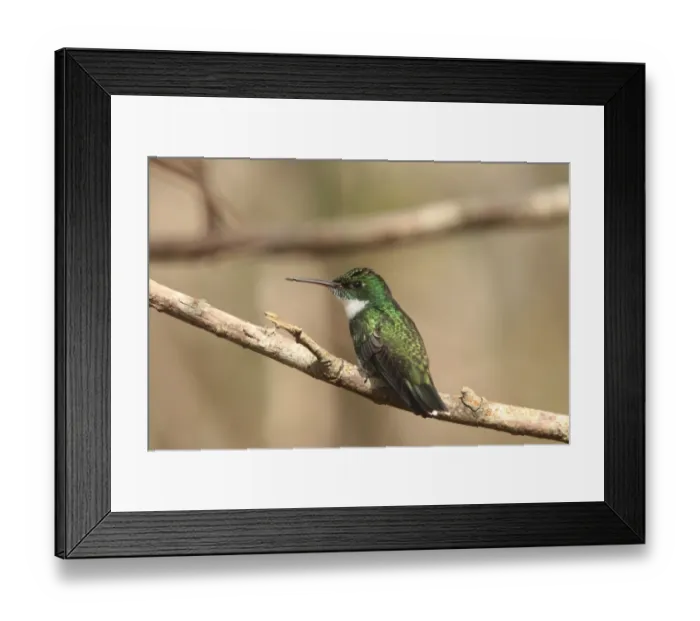 Framed Print : White-throated Hummingbird (Leucochloris albicollis) adult, perched on branch, Rincon de Cobo, Buenos Aires, Argentina, august Framed Print : White-throated Hummingbird (Leucochloris albicollis) adult, perched on branch, Rincon de Cobo, Buenos Aires, Argentina, august