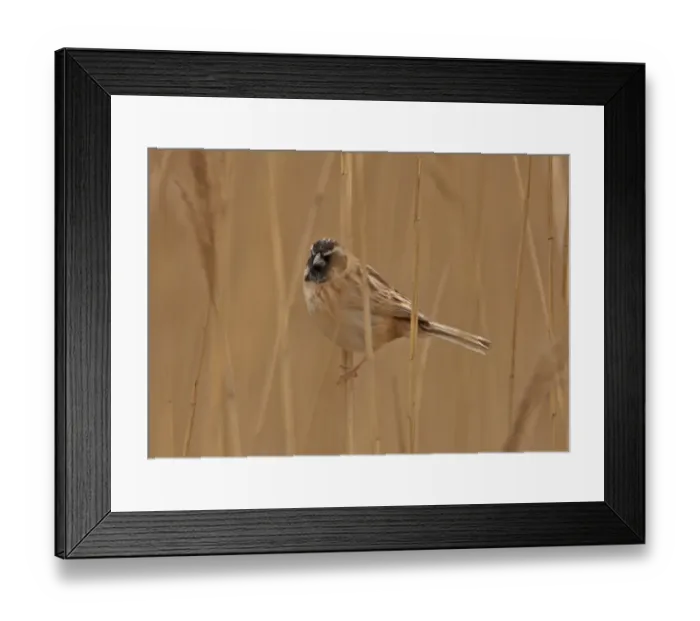 Framed Print : Japanese Reed Bunting (Emberiza yessoensis continentalis) adult male, moulting into breeding plumage, perched on reed stem, Beidaihe, Hebei, China, may