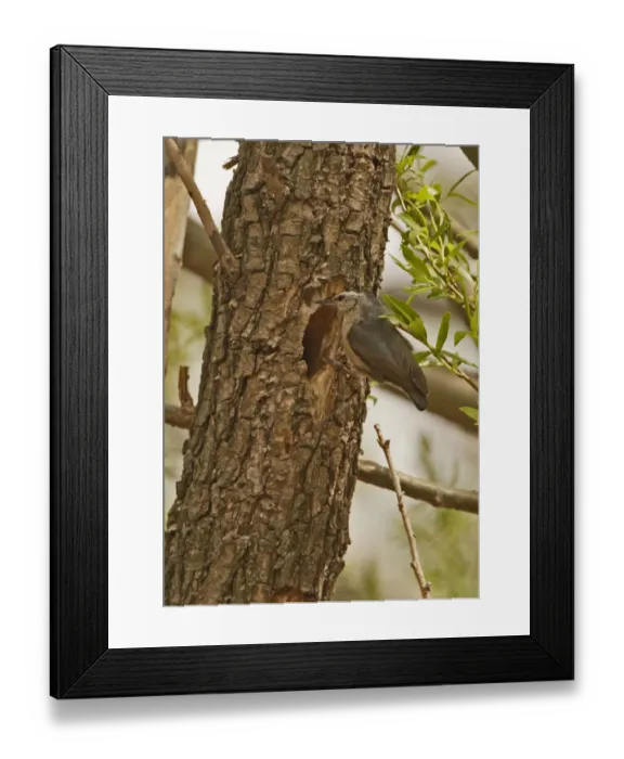 Framed Print : Snowy-browed Nuthatch (Sitta villosa) adult, at nesthole entrance in tree trunk, Old Peak, Hebei, China, may Framed Print : Snowy-browed Nuthatch (Sitta villosa) adult, at nesthole entrance in tree trunk, Old Peak, Hebei, China, may