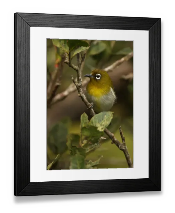 Framed Print : Ceylon White-eye (Zosterops ceylonensis) adult, perched on twig, Horton Plains N. P. Sri Lanka, december Framed Print : Ceylon White-eye (Zosterops ceylonensis) adult, perched on twig, Horton Plains N. P. Sri Lanka, december