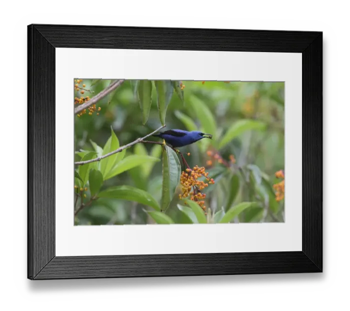 Framed Print : Shining Honeycreeper (Cyanerpes lucidus) adult male, feeding on berries, Costa Rica, february Framed Print : Shining Honeycreeper (Cyanerpes lucidus) adult male, feeding on berries, Costa Rica, february