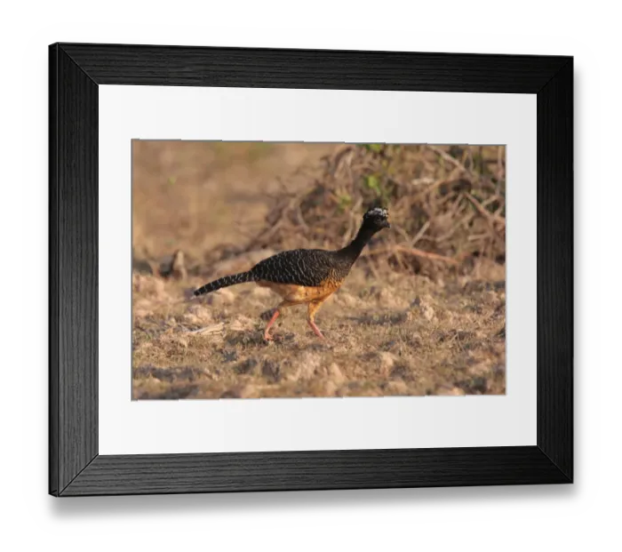 Framed Print : Bare-faced Curassow (Crax fasciolata) adult female, walking, Pouso Alegre, Mato Grosso, Brazil, september Framed Print : Bare-faced Curassow (Crax fasciolata) adult female, walking, Pouso Alegre, Mato Grosso, Brazil, september