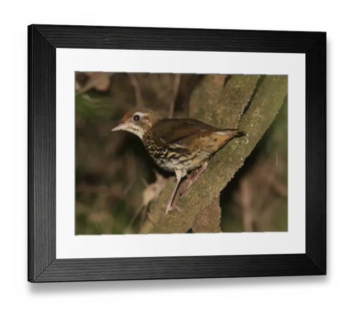 Framed Print : Short-tailed Antthrush (Chamaeza campanisona) adult, perched on branch, Iguazu N. P. Misiones, Argentina, november Framed Print : Short-tailed Antthrush (Chamaeza campanisona) adult, perched on branch, Iguazu N. P. Misiones, Argentina, november