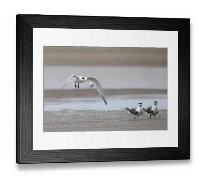 Framed Print : Chinese Crested Tern (Thalasseus bernsteini) adult, non-breeding plumage, in flight over sandbank, with Great Crested Terns (Sterna bergii) standing, Minjiang Estuary, Fujian Province, China, july Framed Print : Chinese Crested Tern (Thalasseus bernsteini) adult, non-breeding plumage, in flight over sandbank, with Great Crested Terns (Sterna bergii) standing, Minjiang Estuary, Fujian Province, China, july