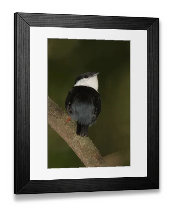 Framed Print : White-bearded Manakin (Manacus manacus) adult male, perched on branch, Iguazu N. P. Misiones, Argentina, november Framed Print : White-bearded Manakin (Manacus manacus) adult male, perched on branch, Iguazu N. P. Misiones, Argentina, november