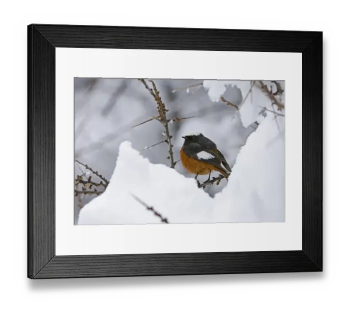 Framed Print : Guldenstadt's Redstart (Phoenicurus erythrogaster) adult male, perched on twig in snow, Kazbegi, Great Caucasus, Caucasus Mountains, Georgia, april Framed Print : Guldenstadt's Redstart (Phoenicurus erythrogaster) adult male, perched on twig in snow, Kazbegi, Great Caucasus, Caucasus Mountains, Georgia, april