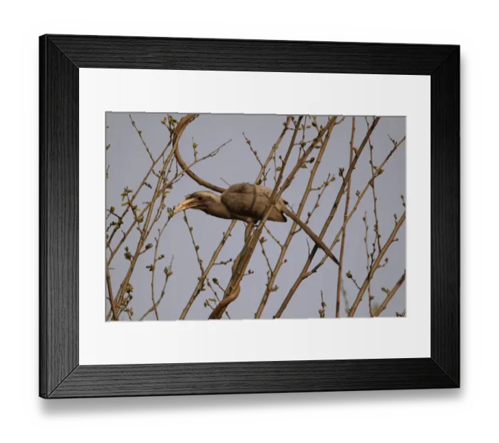 Framed Print : Indian Grey Hornbill (Ocyceros birostris) adult, feeding on buds in tree, Corbett N. P. Uttarakhand, India, february Framed Print : Indian Grey Hornbill (Ocyceros birostris) adult, feeding on buds in tree, Corbett N. P. Uttarakhand, India, february
