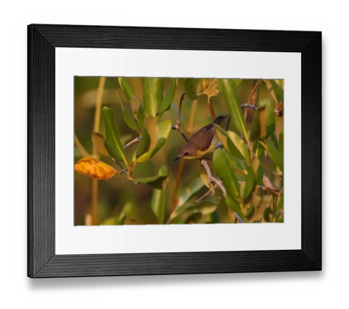 Framed Print : Golden-bellied Gerygone (Gerygone sulphurea) adult, perched in mangrove, Thailand, february Framed Print : Golden-bellied Gerygone (Gerygone sulphurea) adult, perched in mangrove, Thailand, february