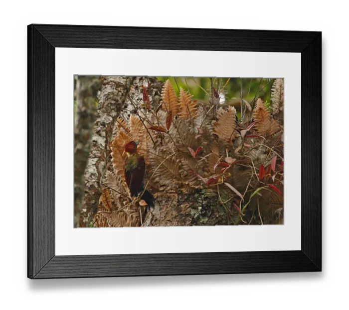 Framed Print : Banded Woodpecker (Picus mineaceus) adult male, feeding beside epiphyte on tree, Kaeng Krachan N. P. Thailand, november