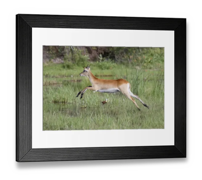 Framed Print : Red Lechwe (Kobus leche leche) immature male, running and jumping in wetland, Okavango Delta, Botswana Framed Print : Red Lechwe (Kobus leche leche) immature male, running and jumping in wetland, Okavango Delta, Botswana