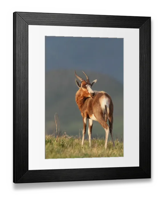 Framed Print : Blesbok (Damaliscus dorcas phillipsi) adult, grooming, Malolotja Nature Reserve, Swaziland Framed Print : Blesbok (Damaliscus dorcas phillipsi) adult, grooming, Malolotja Nature Reserve, Swaziland