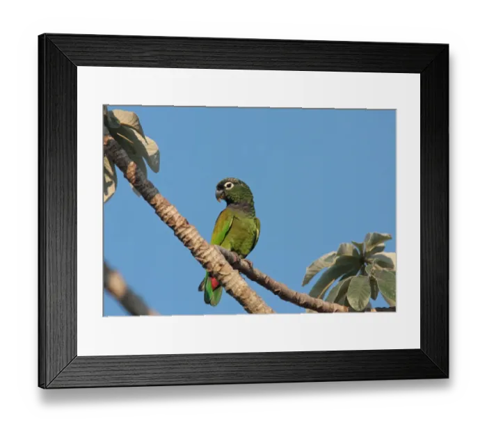 Framed Print : Scaly-headed Parrot (Pionus maximiliani siy) adult, perched on branch, Pousada Araras, Mato Grosso, Brazil, august Framed Print : Scaly-headed Parrot (Pionus maximiliani siy) adult, perched on branch, Pousada Araras, Mato Grosso, Brazil, august