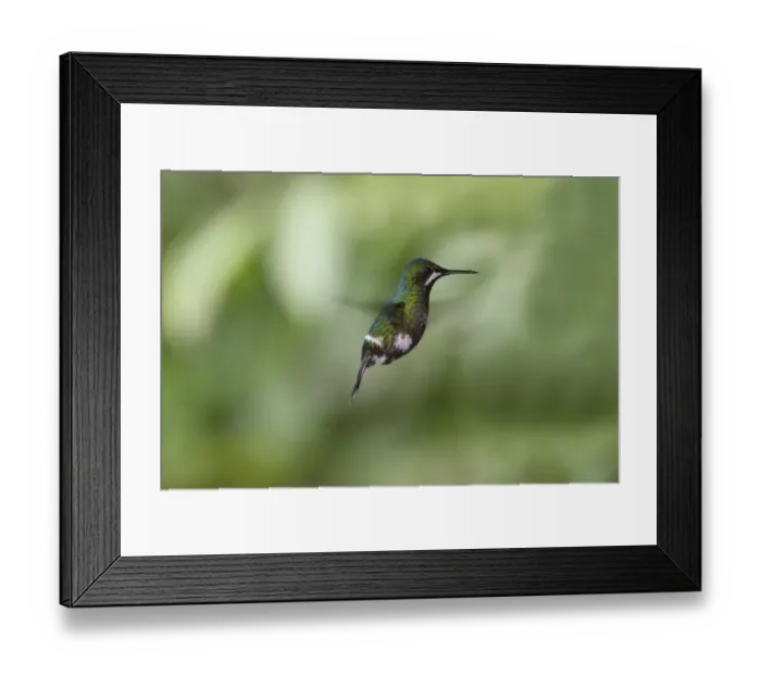 Framed Print : Green Thorntail (Discosura conversii) adult female, in flight, hovering, Costa Rica, february