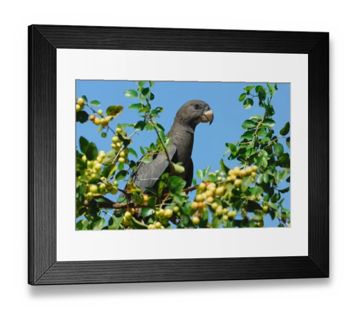 Framed Print : Lesser Vasa Parrot (Coracopsis nigra) adult, perched in fruiting tree, Ifaty, Western Madagascar, august Framed Print : Lesser Vasa Parrot (Coracopsis nigra) adult, perched in fruiting tree, Ifaty, Western Madagascar, august