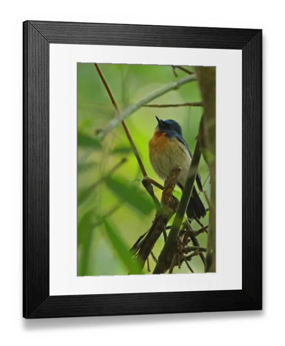Framed Print : Hill Blue-flycatcher (Cyornis banyumas whitei) adult male, perched on branch, Kaeng Krachan N. P. Thailand, february