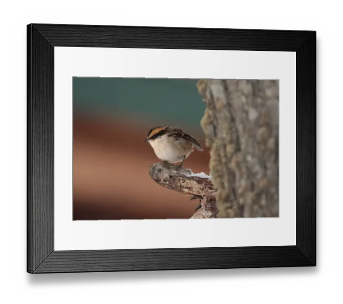 Framed Print : Thorn-tailed Rayadito (Aphrastura spinicauda) adult, perched on branch, Harberton, Tierra del Fuego, Argentina, august Framed Print : Thorn-tailed Rayadito (Aphrastura spinicauda) adult, perched on branch, Harberton, Tierra del Fuego, Argentina, august