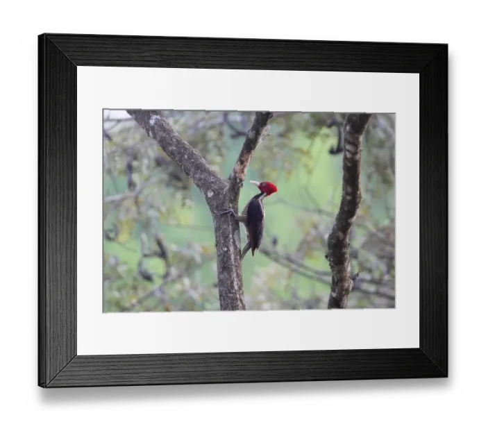 Framed Print : Pale-billed Woodpecker (Campephilus guatemalensis) adult female, foraging on tree trunk, Costa Rica, february Framed Print : Pale-billed Woodpecker (Campephilus guatemalensis) adult female, foraging on tree trunk, Costa Rica, february