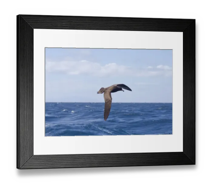 Framed Print : Black Petrel (Procellaria parkinsoni) adult, in flight over sea, New Zealand, november Framed Print : Black Petrel (Procellaria parkinsoni) adult, in flight over sea, New Zealand, november