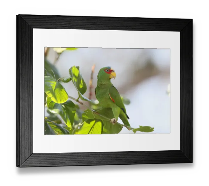 Framed Print : White-fronted Amazon Parrot (Amazona albifrons) adult, perched in tree, Costa Rica, february Framed Print : White-fronted Amazon Parrot (Amazona albifrons) adult, perched in tree, Costa Rica, february