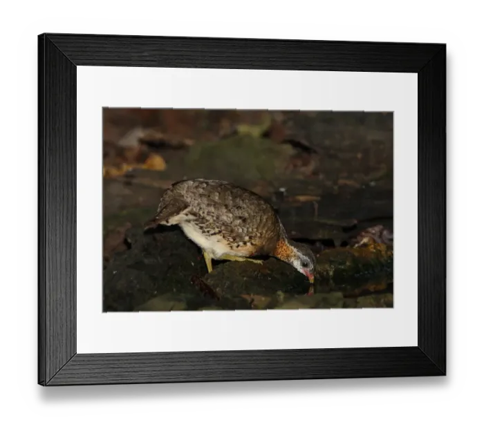 Framed Print : Scaly-breasted Partridge (Arborophila chloropus) adult, drinking at forest pool, Kaeng Krachan N. P. Thailand, november Framed Print : Scaly-breasted Partridge (Arborophila chloropus) adult, drinking at forest pool, Kaeng Krachan N. P. Thailand, november