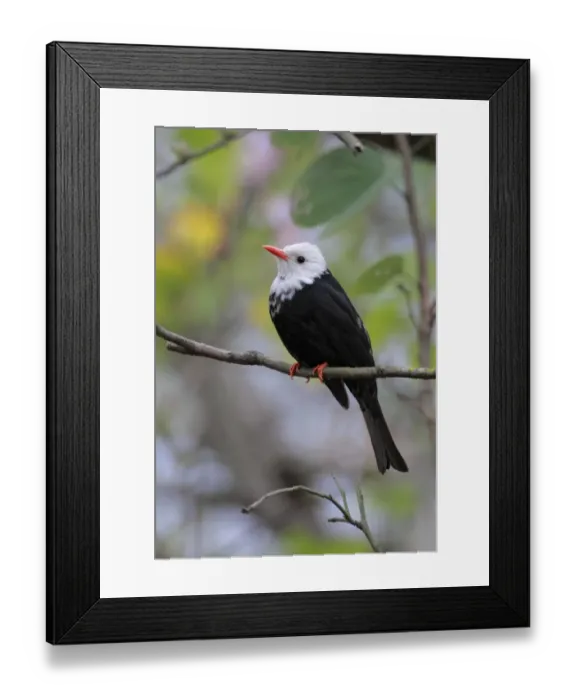 Framed Print : Black Bulbul (Hypsipetes leucocephalus) white-headed morph, adult, winter migrant, perched on twig, Hong Kong, China, february Framed Print : Black Bulbul (Hypsipetes leucocephalus) white-headed morph, adult, winter migrant, perched on twig, Hong Kong, China, february