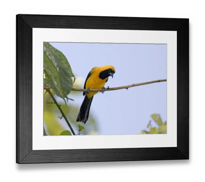 Framed Print : Yellow-backed Oriole (Icterus chrysater giraudii) adult, perched on twig, Metro Park, Panama City, Panama Framed Print : Yellow-backed Oriole (Icterus chrysater giraudii) adult, perched on twig, Metro Park, Panama City, Panama